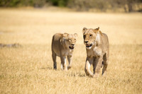 Lionesses avoiding a lion intruder