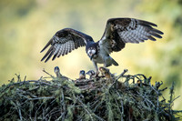 Mom Osprey with the kids