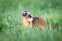 Long-Tailed Weasels playing