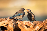 Western Bluebird baby feeds sibling