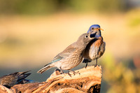 Western Bluebird baby demands food