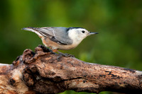 White-Breasted Nuthatch