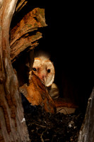 Barn Owl baby in nest