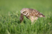 Burrowing Owl