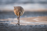 Marbled Godwit