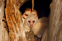 Barn Owls