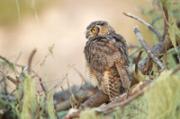 Great Horned Owlet