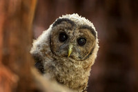 Curious Spotted Owl baby