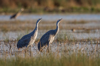 Sandhill Cranes