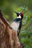 Acorn Woodpecker