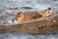 Clapper Rail
