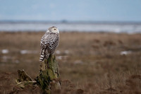 Snowy Owl