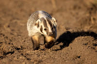 American Badger showing off its digging utensils