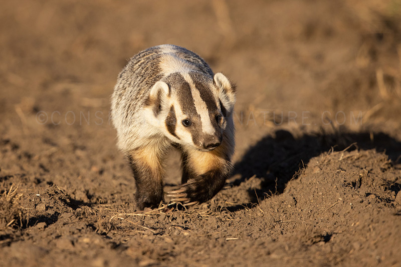 Conspiring With Nature | Badgers