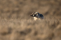 American Badger at sunrise