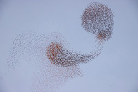 Starling Murmuration