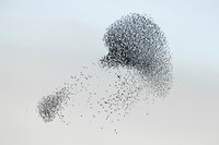 Starling Murmuration