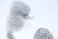 Starling Murmuration