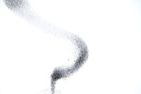 Starling Murmuration