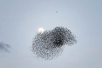 Starling Murmuration