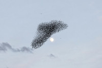Murmurations