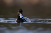 Lesser Scaup