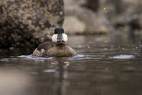 Male Ruddy Duck
