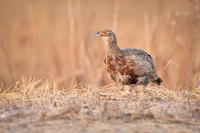 Pheasant