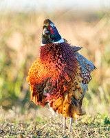 Pheasant