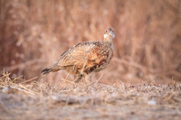 Pheasant