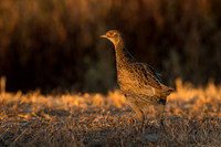Pheasant