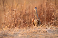 Pheasants