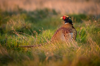 Pheasant