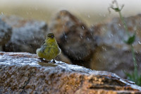 Lesser Goldfinch