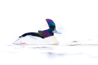 Male Bufflehead
