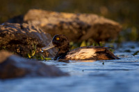 Lesser Scaup at sunset