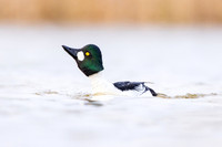 Common Goldeneye Male