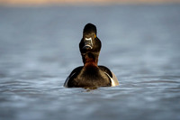 Ringnecked Duck