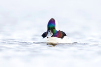 Male Bufflehead