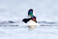 Male Bufflehead