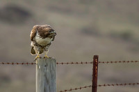 Redtail Hawks