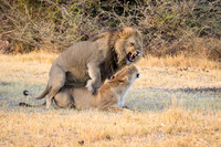 Mating lions