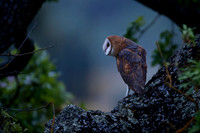 Barn Owl baby