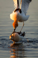 Avocet Pair