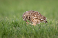 Burrowing Owl