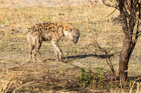 Hyena mother