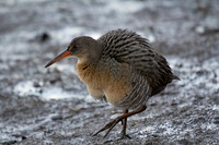 Clapper Rail