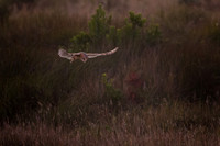 Barn Owl