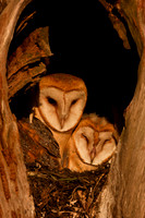 Barn Owl babies
