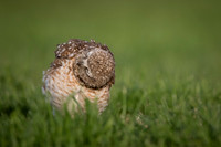 Burrowing Owl